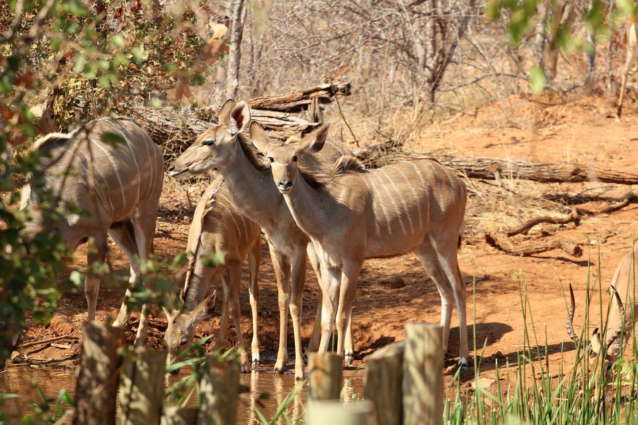 Lions Place Grietjie Game Reserve Exterior photo